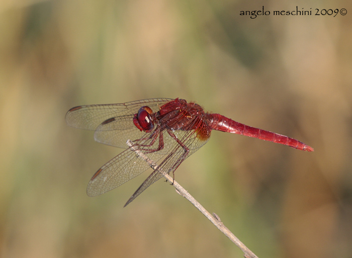 provo a determinare: Crocothemis erythraea maschio!